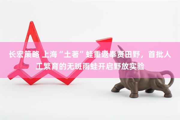 长宏策略 上海“土著”蛙重返奉贤田野,首批人工繁育的无斑雨蛙开启野放实验